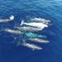 How sperm whale vocal dialects evolve as they adopt new calls while still remembering the old