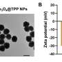 Nanozymes map nanoparticle routes inside live cells without genetic engineering