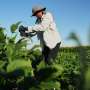 Scientists hope deeper-rooted soybeans can withstand climate extremes and store more carbon