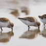 Sea-level rise could squeeze shorebirds out of critical coastal habitat, researchers find