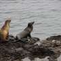 Bird flu decimated South America's marine mammals. What can Australia do differently?