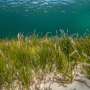 Beneath seagrass meadows, a shift in warming seas could decide which underwater habitats survive
