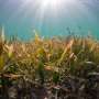 Hurricanes devastated Florida's East Coast. Then seagrass made an unexpected comeback