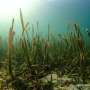 'Protected' seagrass meadows aren't necessarily healthy, because pollution doesn't stop at the shoreline