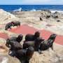 Seal pups and seabird chicks are suffering in extreme weather. How can we protect them?