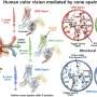 Secrets of how we see color revealed at the molecular level