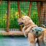 Genomic analysis predicts guide dog success