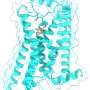 Swapping molecular building blocks one by one reveals how receptors tell adrenaline from dopamine