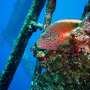 Shipwrecks can become thriving reefs, but may contain hidden toxic time bombs