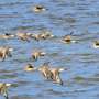 How bird movements are helping researchers track a global virus
