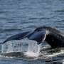 Sightings of humpback whales surge in Rio de Janeiro, fueling demand for whale-watching trips