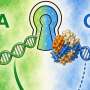 RNA's first letter may shape antiviral alarms, with A outpacing G