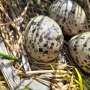 Small farming management changes could help protect birds under threat