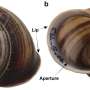 Snail shells are surprise weather time capsules