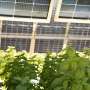 Solar panels can cool crops—and workers