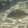 Some fish might thrive in a warming climate