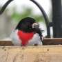 Songbirds may have developed sharper senses to de-husk seeds