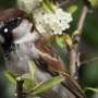 Songs play a greater role than plumage color in limiting bird hybridization, study suggests