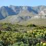 South African fynbos soil delivers a new species of soil bacterium