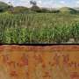 Ancient bones from smaller Maya communities reveal heavy reliance on maize and local subsistence patterns