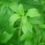 What gives stevia its sweetness? Scientists uncover the genetic secret