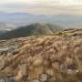 Study finds alpine peaks are greening in the Northeast U.S., Canada