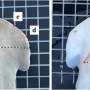 Study offers new clues to a long-standing mystery about bonnethead sharks