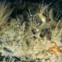 Seabed surveys around the Isles of Scilly find more than 90 species across habitats poorly captured by classifications