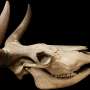 The vanishing of aurochs: Genetic evidence reveals multiple stressors at the same time
