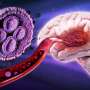 Sugar-coated nanoparticles show promise for treating most aggressive form of brain cancer
