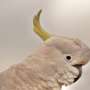 Sydney cockatoos reveal how animal culture helps them adapt to city life