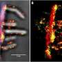 Super-resolution microscopy provides real-time picture of bacteria degrading biomass with enzyme complexes