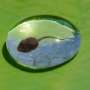 Harsh UVB bursts leave tadpoles with more DNA damage than longer exposure
