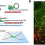 The dynamic duo: 'Weaving' hierarchical DNA materials with two classes of biomolecular nanomachines