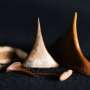 The hidden physics behind the shape of rose thorns