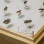 The mystery of a well-traveled kissing bug