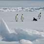 Emperor penguins in focus as Antarctic talks start in Japan