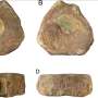 The oldest deliberately collected fossil ichthyosaur was discovered in Roman Britain around 1,800 years ago