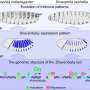 The stability paradox: How do organisms change shape over the course of evolution?