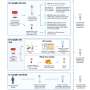 The untapped potential of bowel cancer samples to boost understanding of other diseases