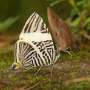 This single well-known and widespread butterfly is actually three species in disguise