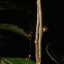 This tiny Australian spider uses a high‑powered web catapult to trap and eat aggressive ants