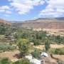 Tigray's old grapevines have survived against the odds: New research uncovers their genetic and historic value
