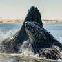 Tiny ocean life helps scientists estimate whale prevalence off the California coast