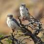 Tiny raptor, tiny range: GPS tracking reveals pygmy falcons use less than 1 km² to raise nestlings