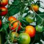Experimentally validated AI model predicts virulence of tomato yellow leaf curl virus
