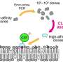 New biosensor reveals rare lipid gathers in membrane hotspots during cell stress