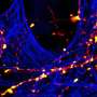 Neuron imaging captures unconventional receptor route that supports synaptic communication