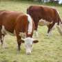 Traditional cattle herds' diversity hit by selective breeding