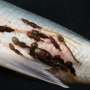Trained AI outperforms biologists at spotting salmon lice